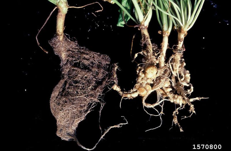 Check the bed for nematodes and handle plants carefully