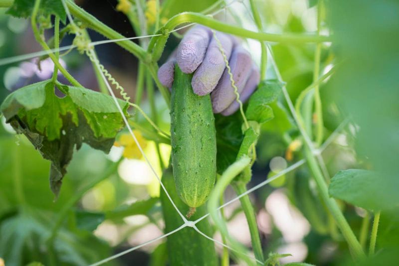 Check the cucumber type before blaming pollination