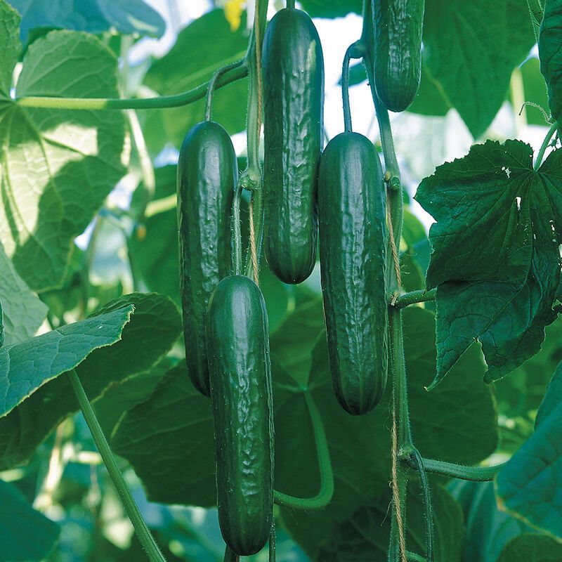 Check the cultivar before adding pollination help Check the cultivar before adding pollination help