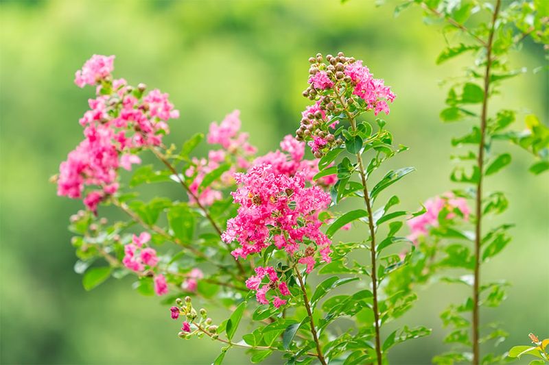 Check the cultivar, climate, and remaining warm season