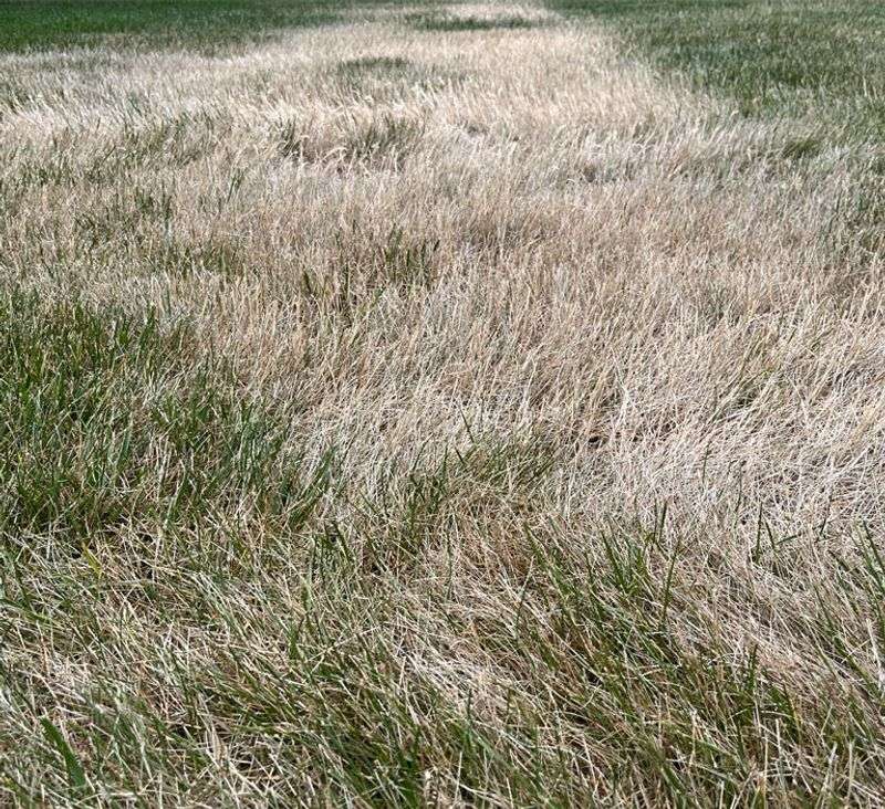 Check the lawn for early drought-stress signs
