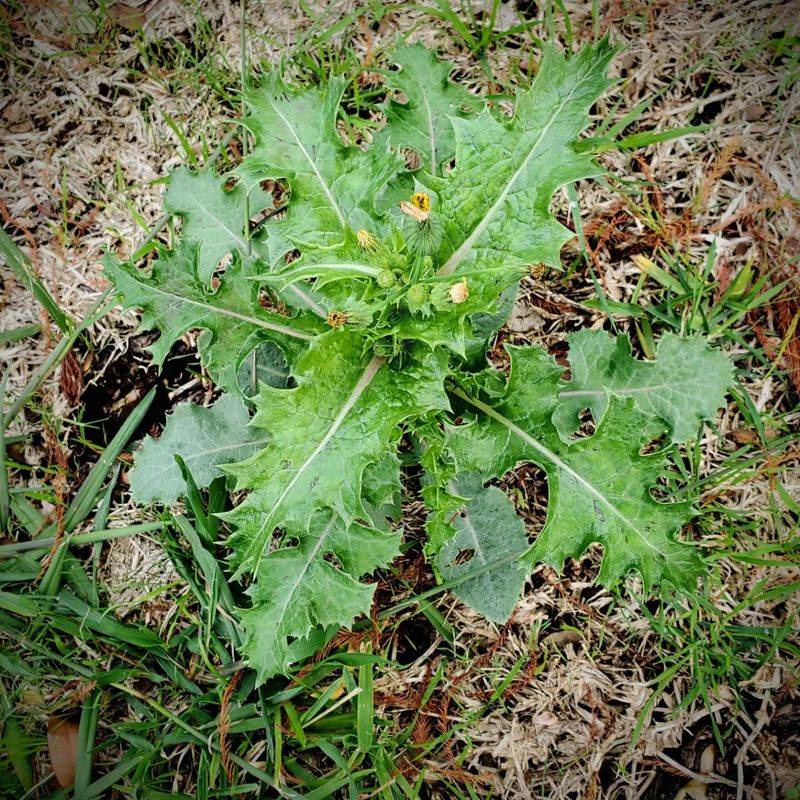 Check the leaves and stem before naming it