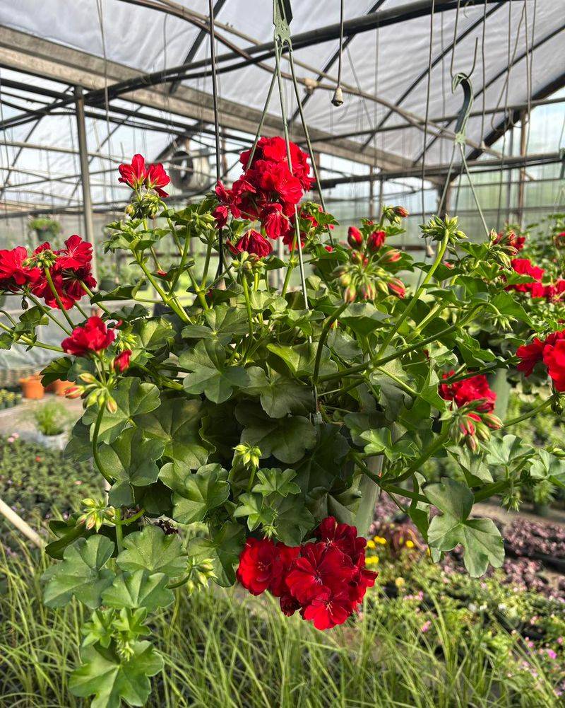 Check the light before reaching for more fertilizer