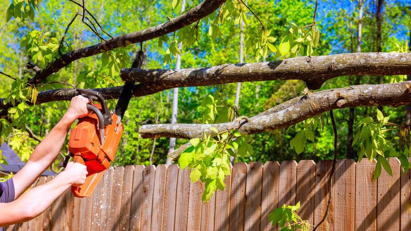 Check the line, the tree, and the rules before cutting