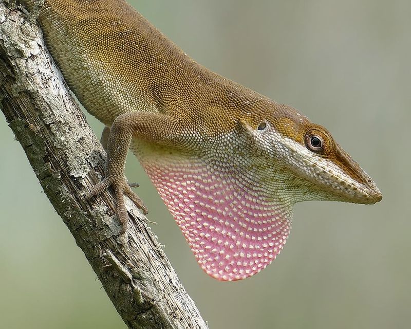 Check the lizard before interpreting the clue Check the lizard before interpreting the clue