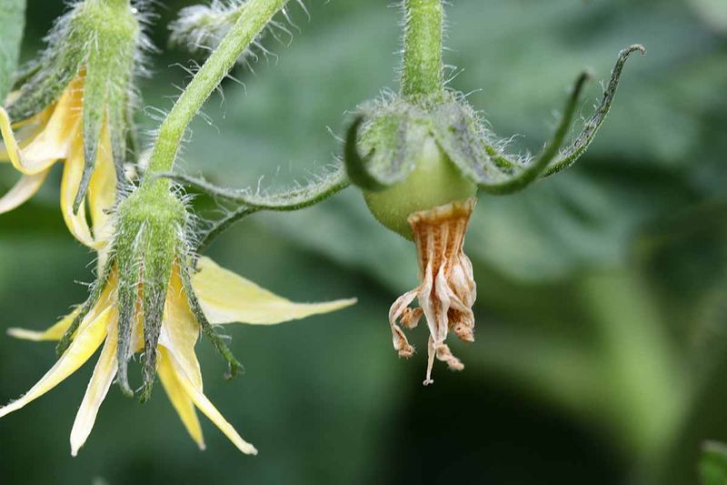 Check the other stresses that can suppress flowering