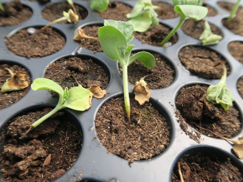 Check the plant before adding more water