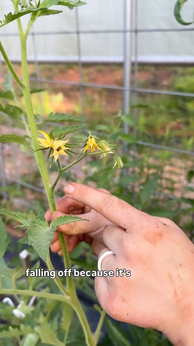Check the plant before blaming the temperature