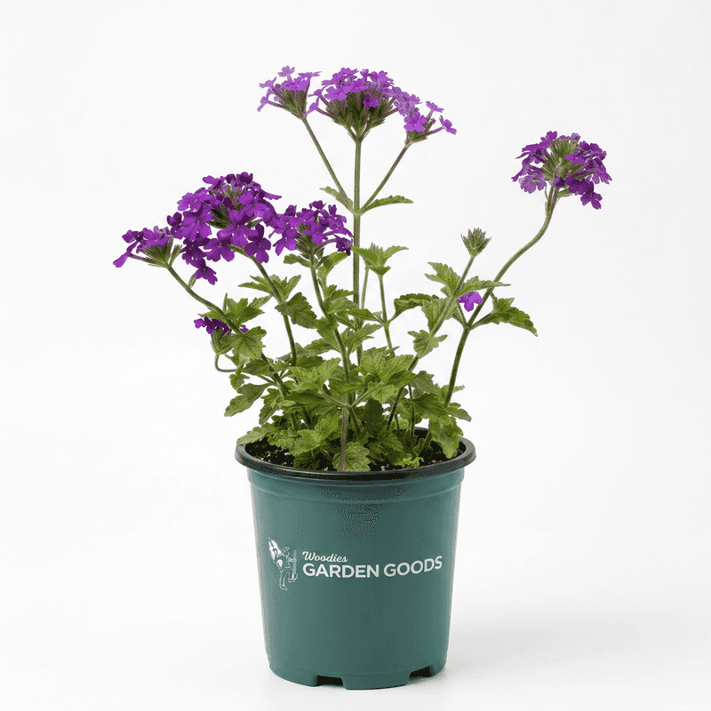 Check the plant label before buying