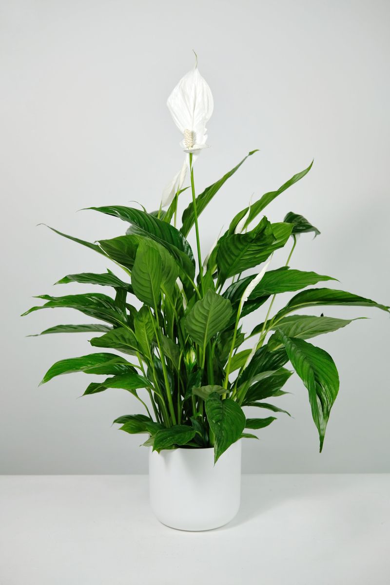 Check the plant's age, cultivar, and season