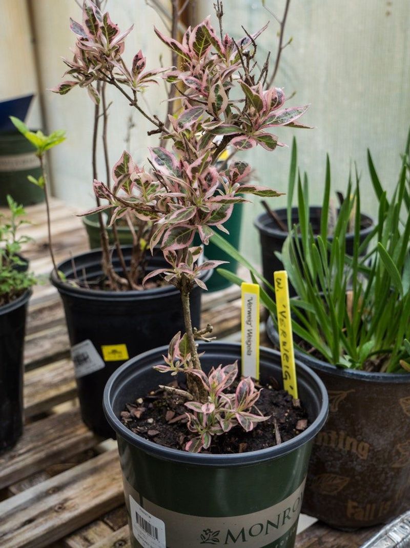 Check the plant’s propagation rights first