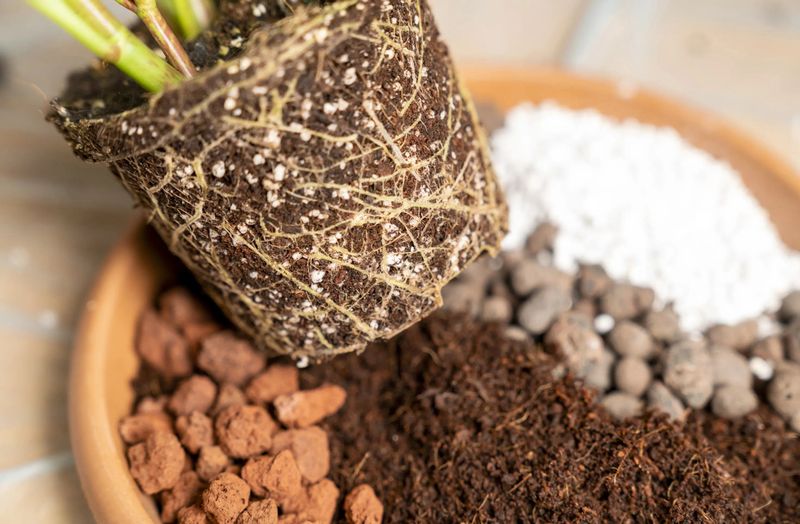 Check the pot, roots, and moisture before you feed Check the pot, roots, and moisture before you feed