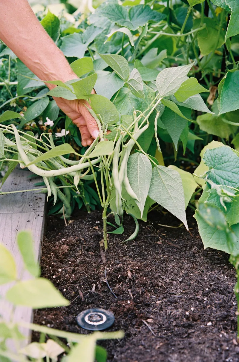 Check the root zone before blaming the weather alone