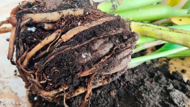 Check the root zone before changing the watering routine