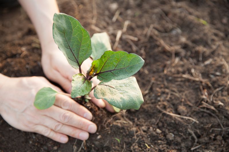 Check the root zone before changing the watering schedule Check the root zone before changing the watering schedule
