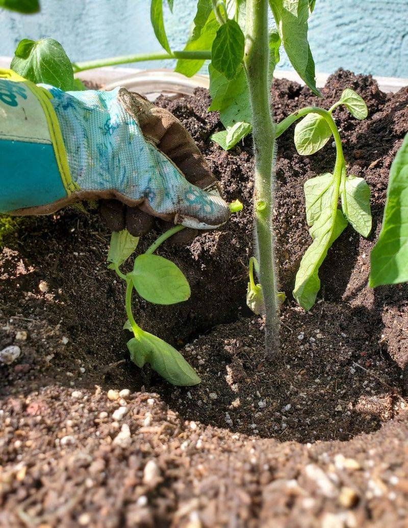 Check the root zone before you reach for the hose