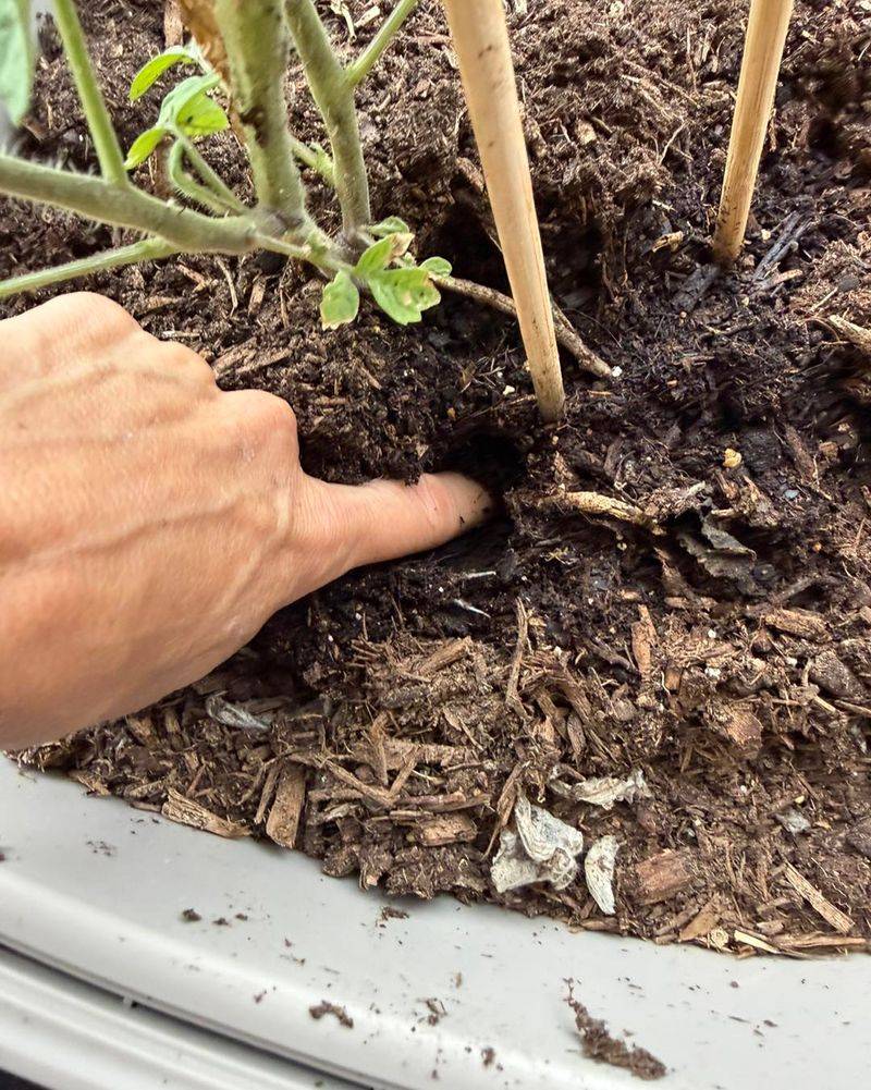 Check the root zone before you water