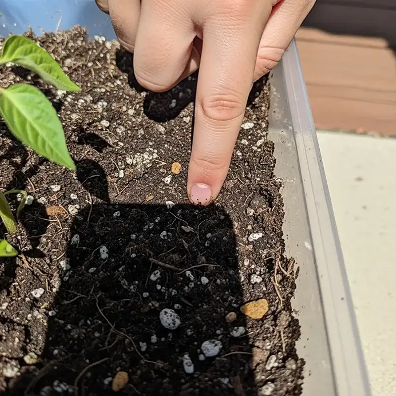 Check the root-zone moisture before watering