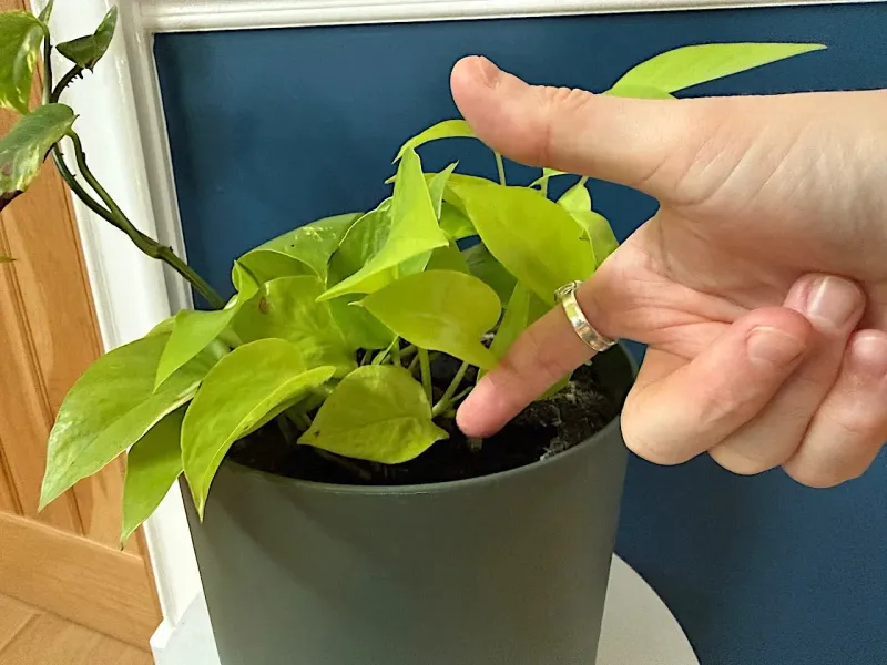 Check the root-zone soil before watering