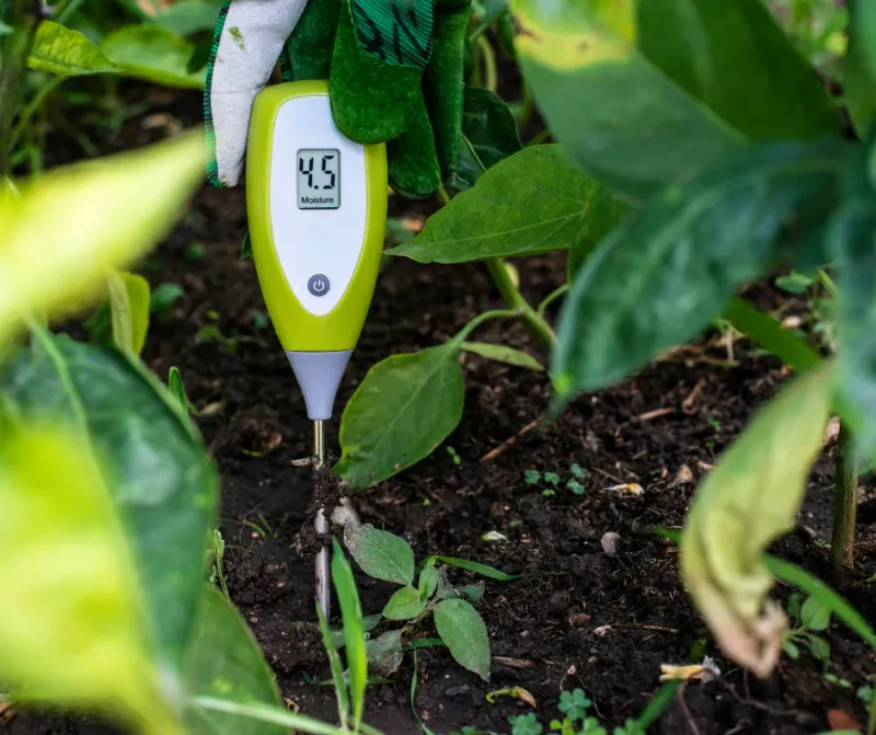 Check the soil before adding water