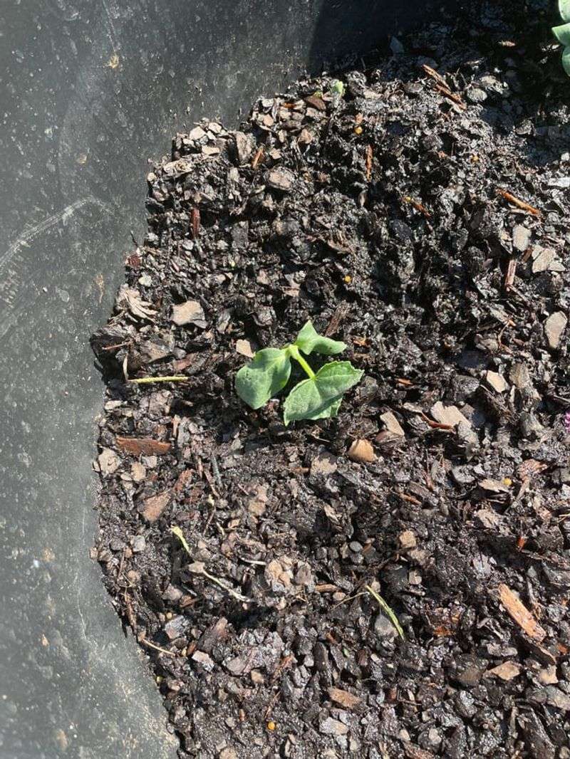 Check the soil before changing the watering schedule