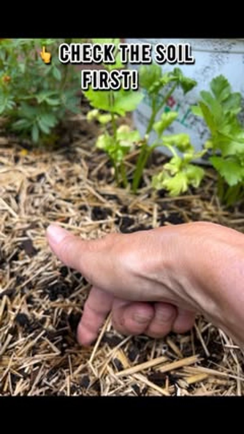 Check the soil before changing the watering schedule