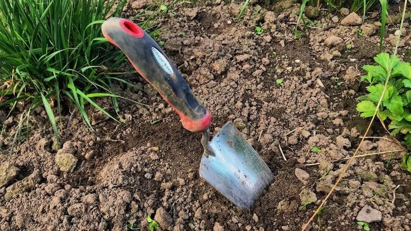 Check the soil before you add more water