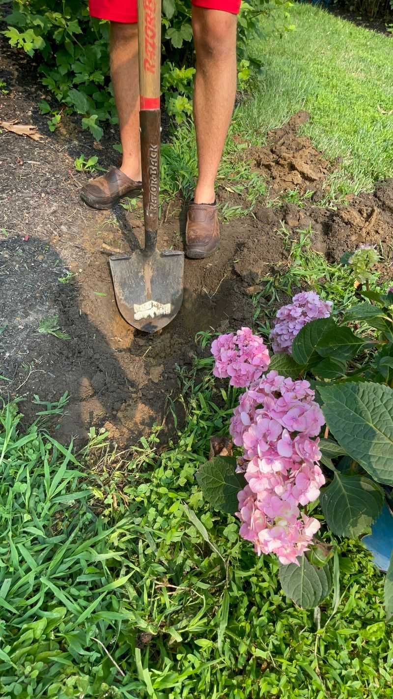 Check the soil before you decide the plant needs water