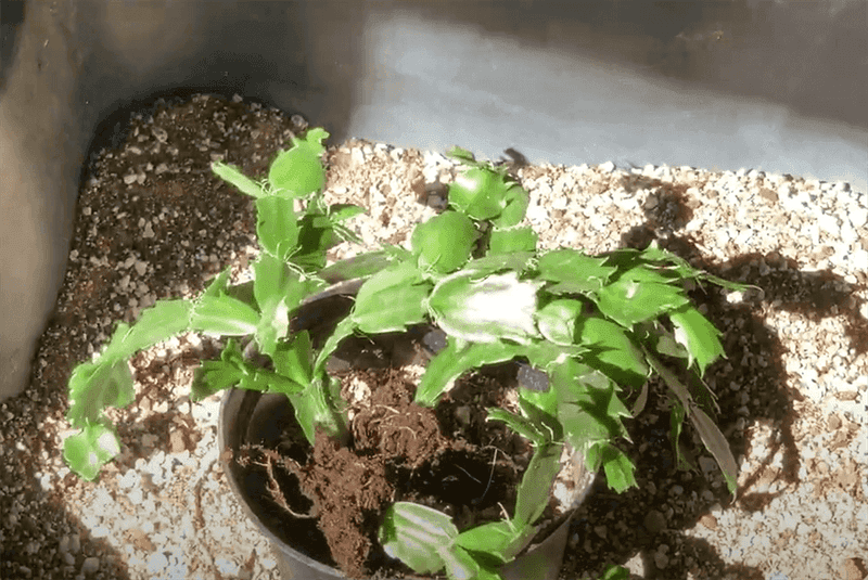 Check the soil, drainage, and visible stems