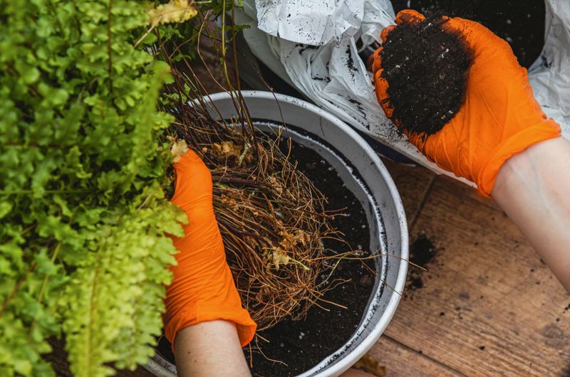 Check the soil, roots, and lower stem before adding water Check the soil, roots, and lower stem before adding water