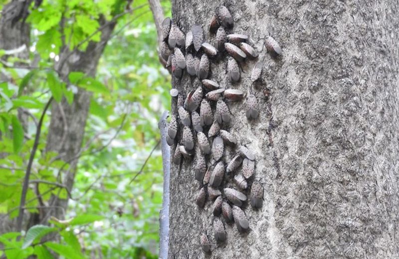 Check the tree, its neighbors, and nearby hard surfaces