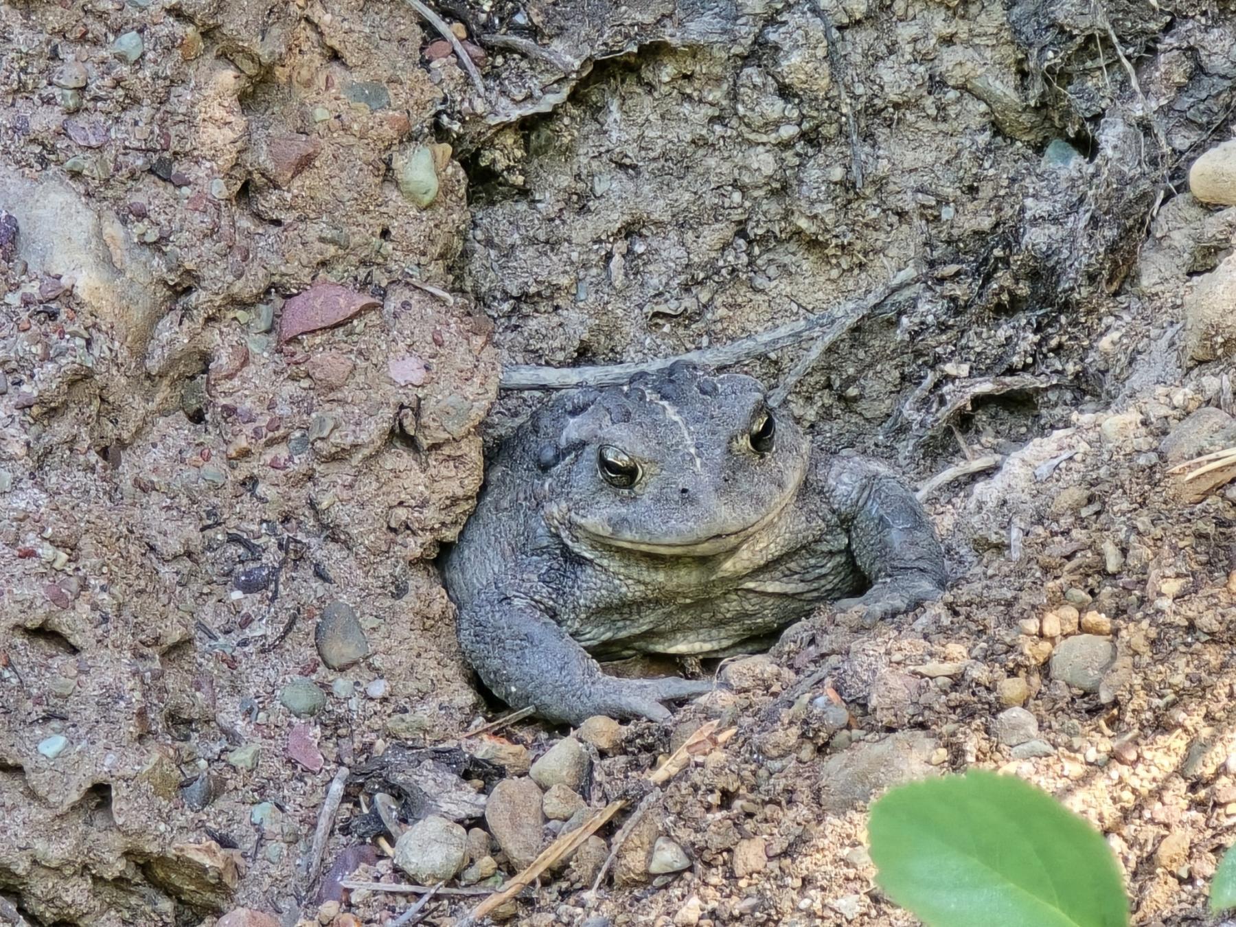 Check whether California toads belong in your local yard