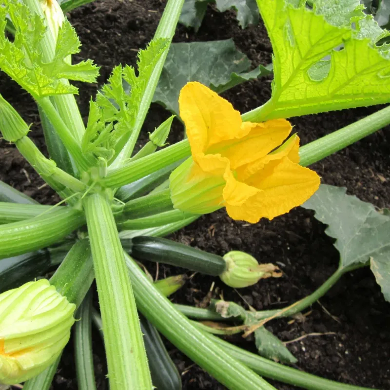 Check whether pollination failed