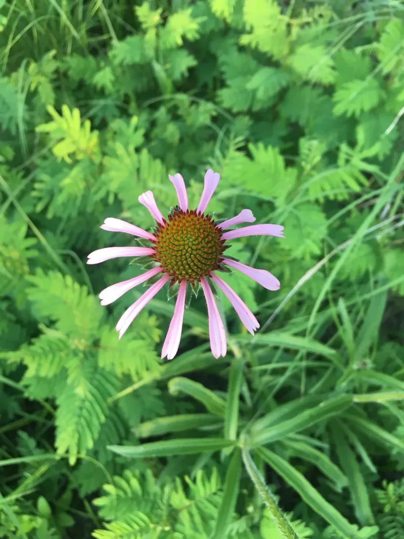 Check whether rich or wet soil encouraged weak growth
