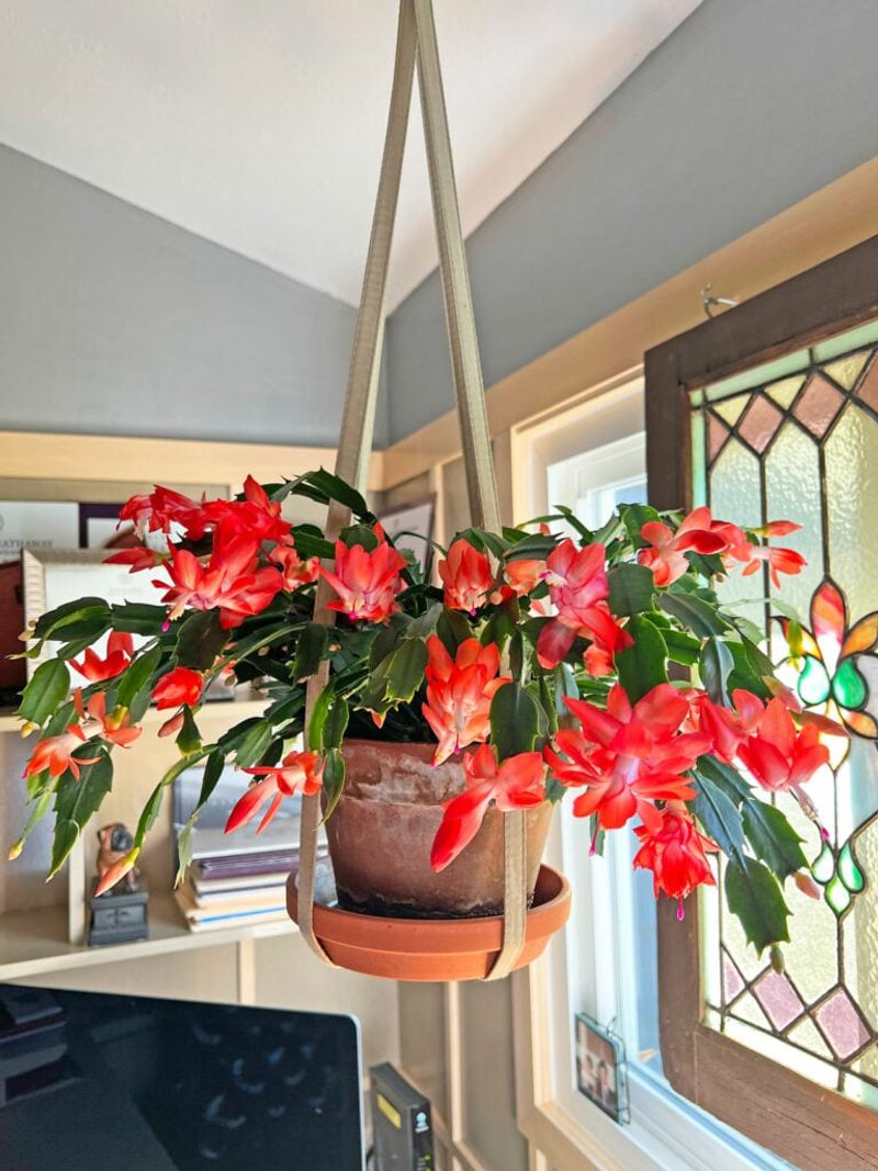 Check whether the plant needs repotting before disturbing it