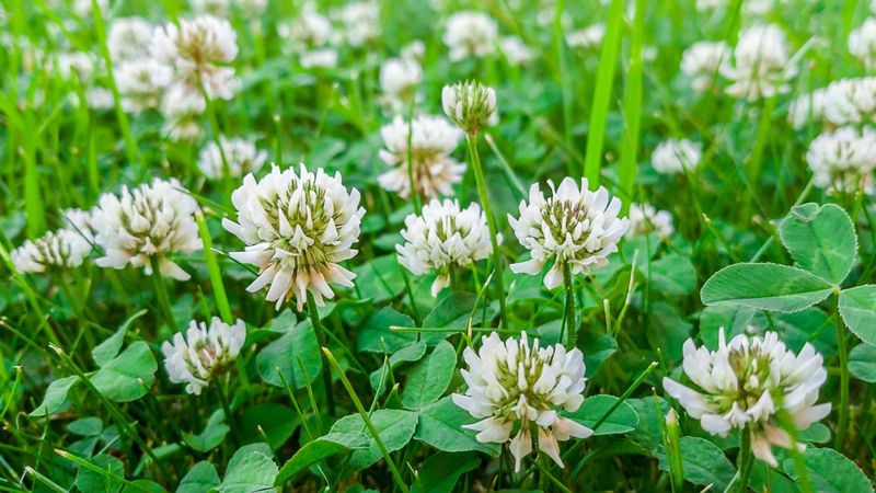 Chemical Control Requires a Label-and-Pollinator Check