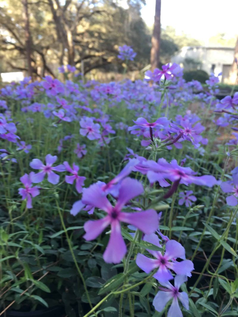 Chiappini Farm Native Nursery