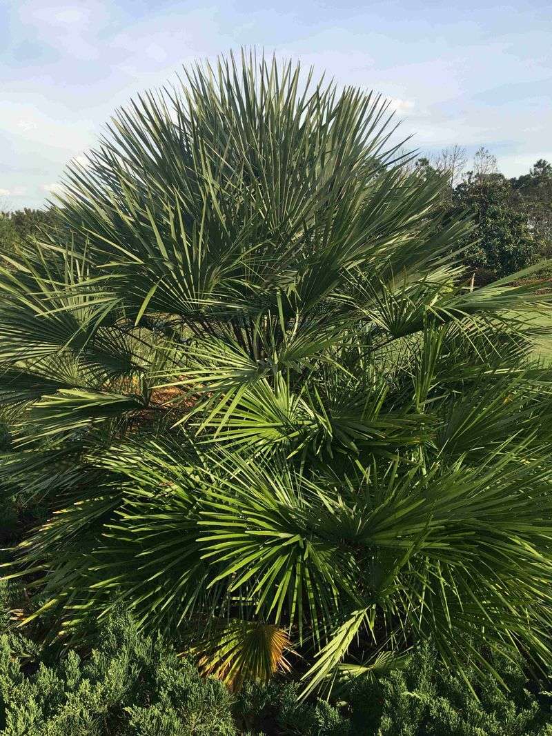 Chiappini Farm Native Nursery