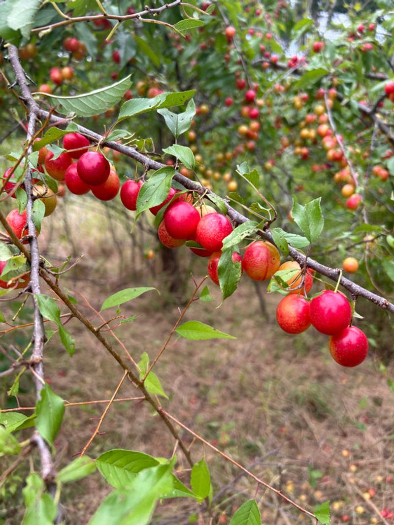 Chickasaw Plum