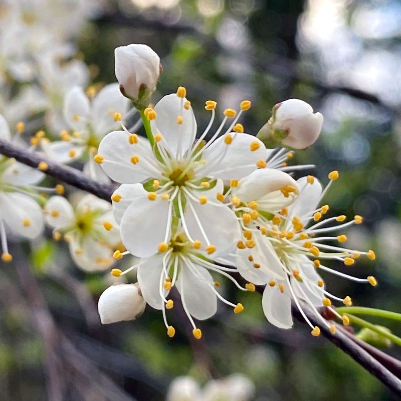 Chickasaw Plum