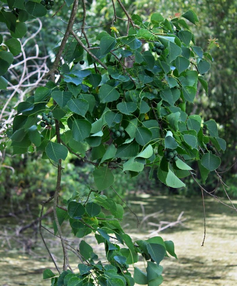 Chinese Tallow Tree