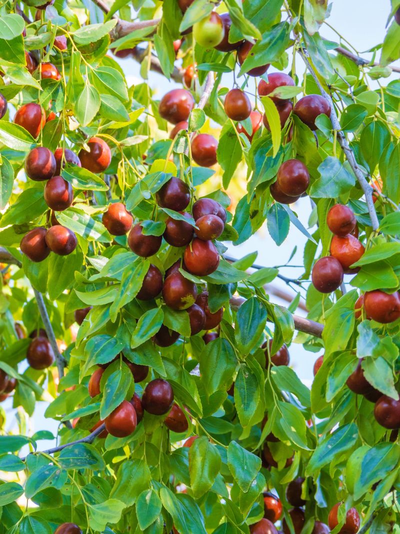 Chinese jujube deserves a qualified low-maintenance introduction Chinese jujube deserves a qualified low-maintenance introduction