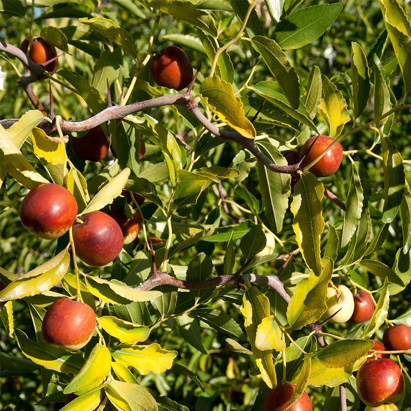 Chinese jujube is a particularly strong choice for hot Texas gardens
