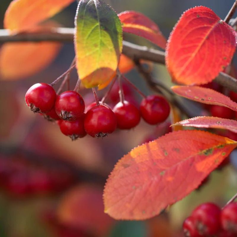 Chokeberry (Aronia)