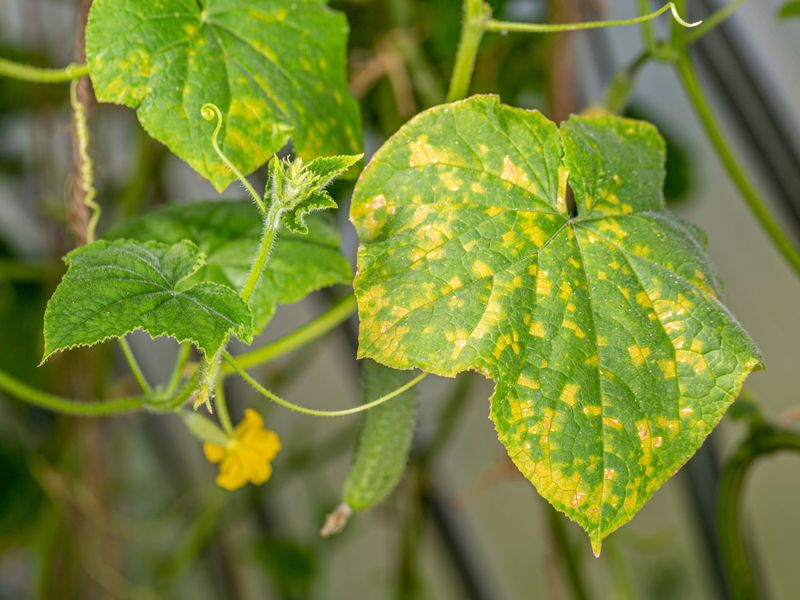 Choose Better Diagnosis Before a Blind Spray