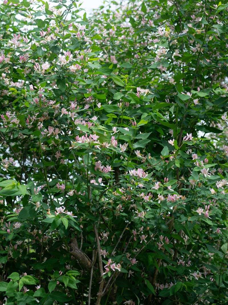 Choose California honeysuckle for the right pergola job