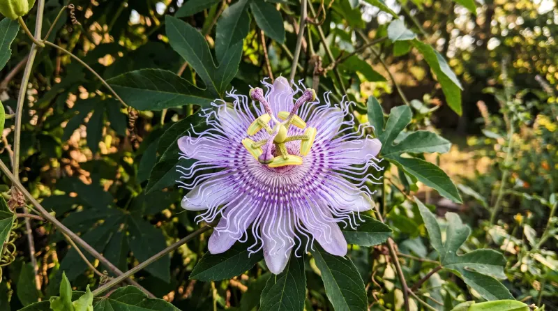Choose Maypop for Suitable Eastern Texas Fences