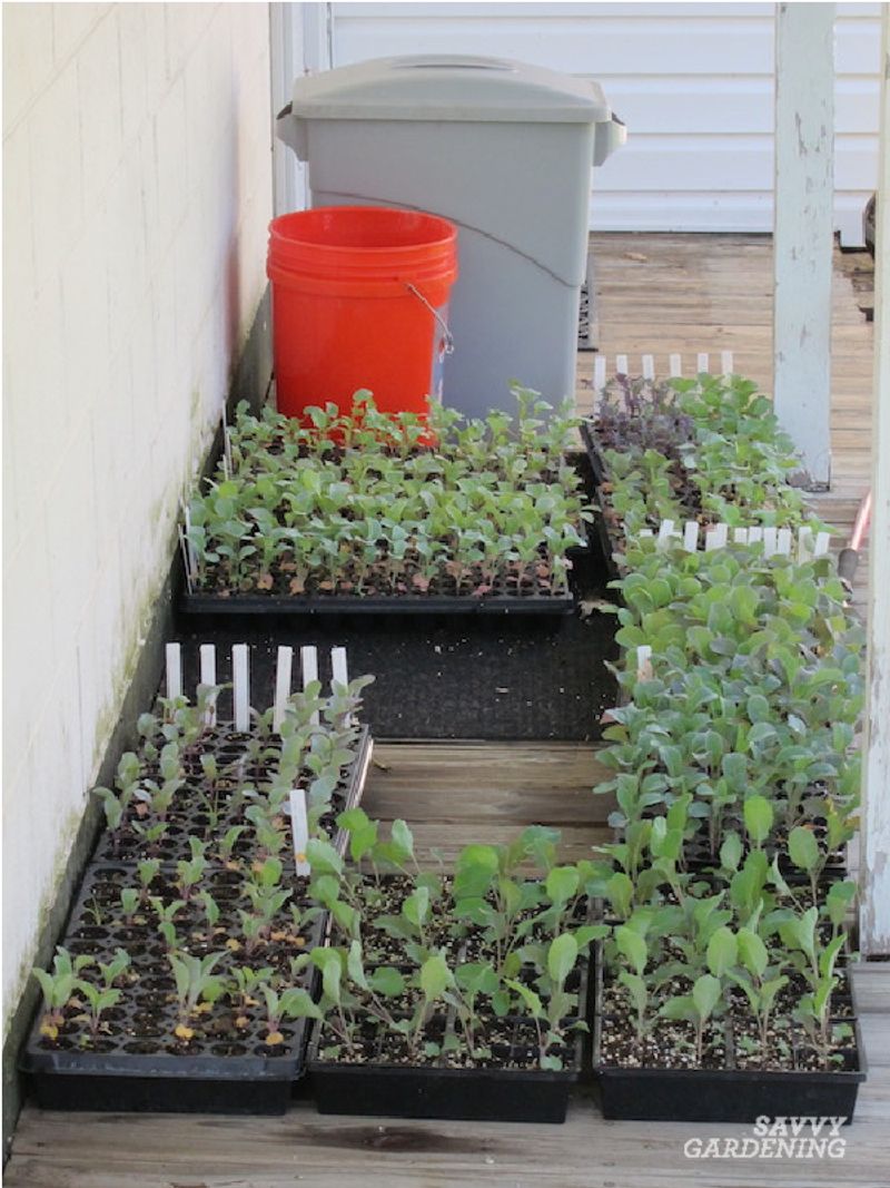 Choose Seed or Transplants According to the Calendar