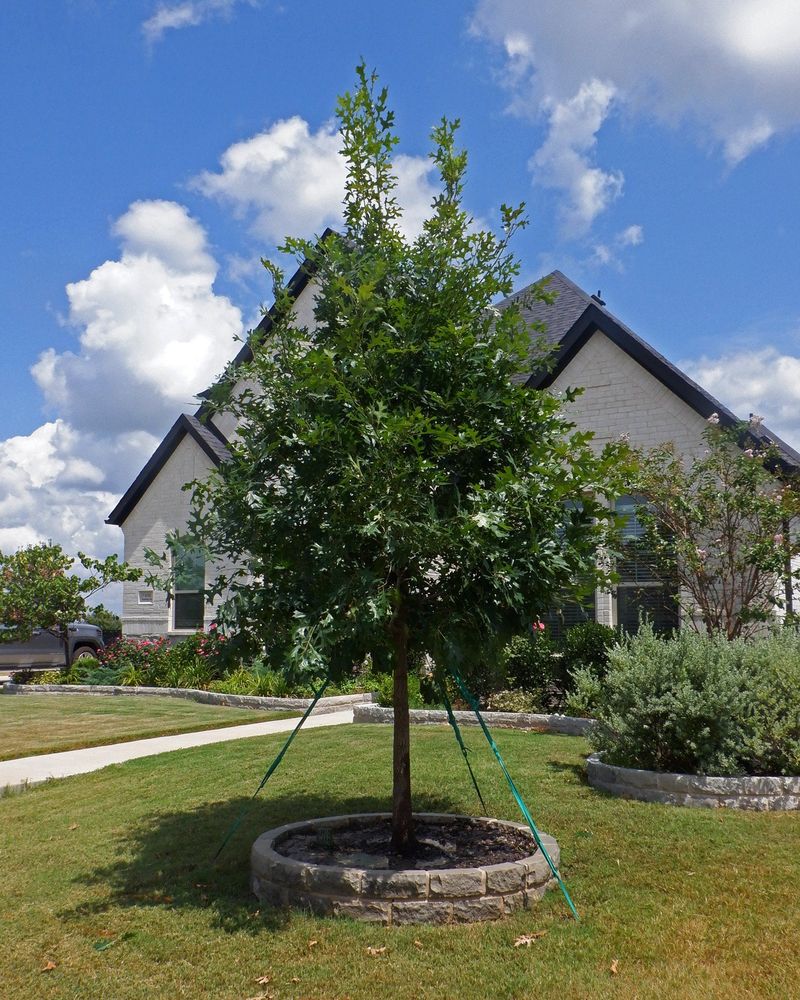 Choose Shumard oak for future shade, not an instant cooling promise Choose Shumard oak for future shade, not an instant cooling promise