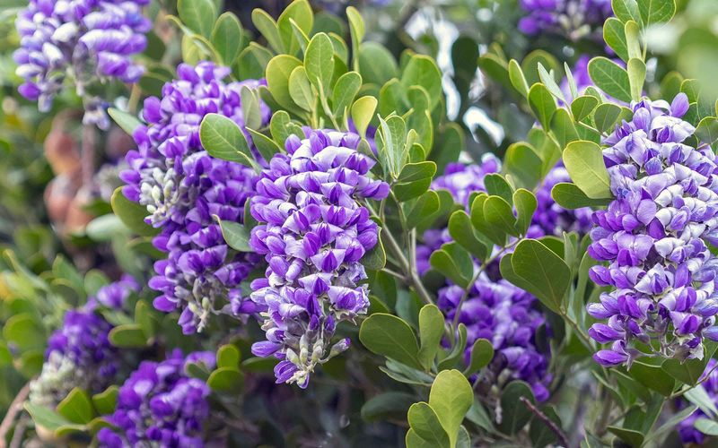 Choose Texas mountain laurel for garden benefits